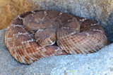 Red Diamond Rattlesnake at Santee Boulders 1