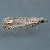 2979 Eucosma subminimana