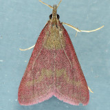 5070 Southern Purple Mint Moth - Pyrausta laticlavia