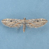 7586  Eupithecia acutipennis 