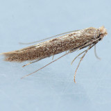 466  Morning-glory Leafminer - Bedellia somnulentella