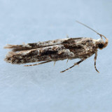 1783  Lesser Bud Moth  Recurvaria nanella