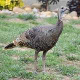 Wild Turkey in yard at Santee