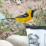 Hooded Oriole at the new grape jelly feeder