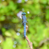 Blue Dasher male