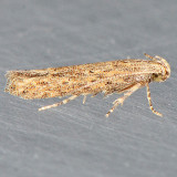 2047 Tomato Pinworm Moth  Keiferia lycopersicella