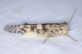 Pallid-winged Grasshopper - Trimerotropis pallidipennis