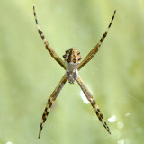 Silver Argiope spider