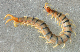 Tiger Centipede - Scolopendra polymorpha