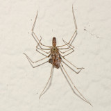 House Spider