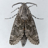 2693 Carpenterworm Moth - Prionoxystus robiniae