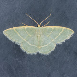 7072  Chlorochlamys triangularis