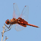 Red Saddlebags - Tramea onusta ♂
