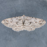 6590 Common Gray - Anavitrinella pampinaria