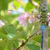 Common Green Darner - Anax junius