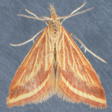 4796 Yellow-veined Moth - Microtheoris ophionali