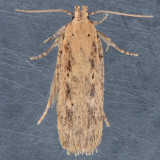 2262  Cotton Stem Moth  Platyedra subcinerea 