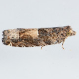 3274 Cotton Tipworm Moth - Crocidosema plebejana