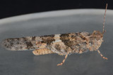 Pallid-winged Grasshopper - Trimerotropis pallidipennis