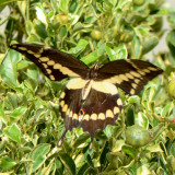 4170.1 Western Giant Swallowtail - Papilio rumiko