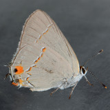 4336 Gray Hairstreak - Strymon melinus
