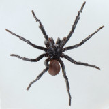 California Trapdoor Spider - Bothriocyrtum californicum