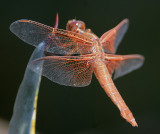 Flame Skimmer