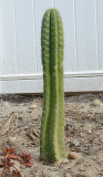 San Pedro Cactus - Echinopsis pachanoi