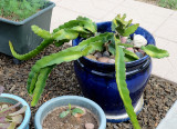 Dragonfruit - Hylocereus undatus