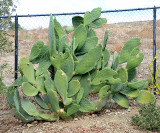 Burbank Opuntia Cactus