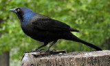 Common Grackle male