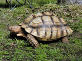 A 100 pound turtle, native to Africa