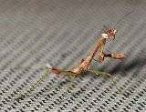 Small Praying Mantis