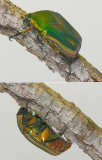 Green June Beetle