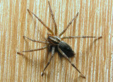 Wolf Spider