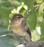 Dickcissel female
