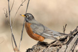 American Robin