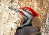 Pileated Woodpecker male