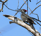 March 16 - female foraging