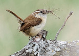 Carolina Wren