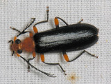 Fire-colored Beetle - Neopyrochroa femoralis