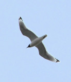 Franklins Gull adult breeding