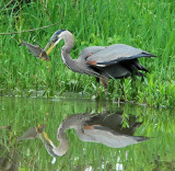 Great Blue Heron with catch 10:52:34