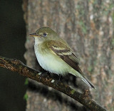 Traills Flycatcher, likely