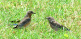 Eastern Bluebirds