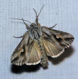 9582 Gray Half-spot - Nedra ramosula