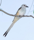 Scissor-tailed Flycatcher juvenile