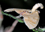 7196  Lesser Grapevine Looper - Eulithis diversilineata