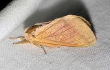 7715 Rosy Maple Moth - Dryocampa rubicunda (worn)