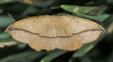 6974 Juniper Twig Geometer  Moth - Patalene olyzonaria